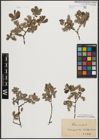 Foto von Salix aurita L.